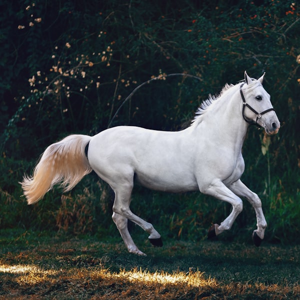 Caballos