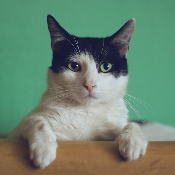 Gatos