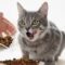 Alimentacion Gato Sano
