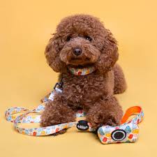Collares Para Perros