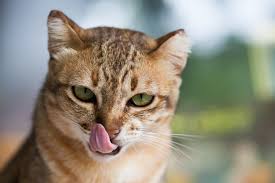Seco A.Sano Gato